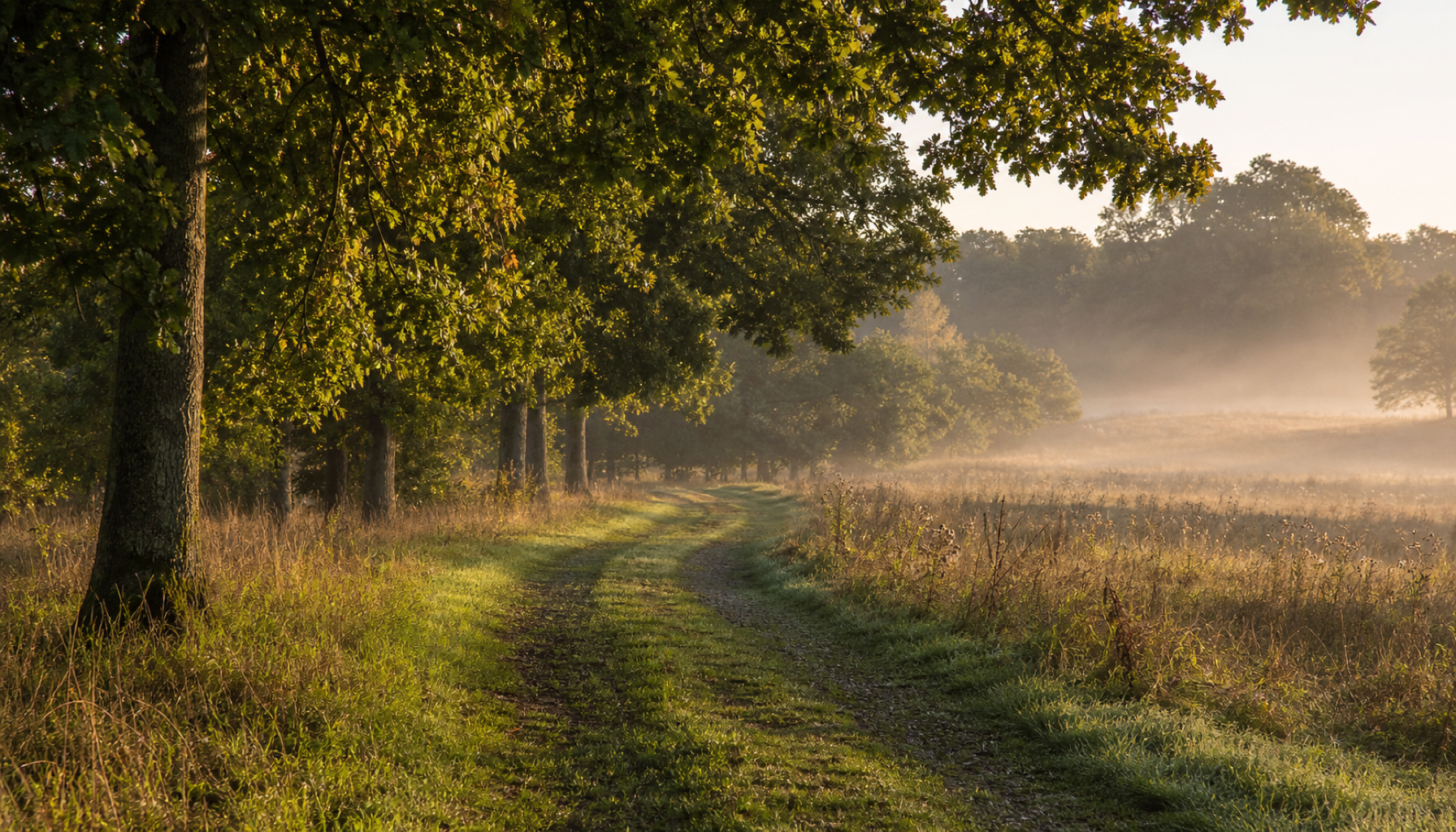 An early September morning in the English countryside. A grassy track curves away beneath mature oaks, low golden sunlight casts long shadows across it, and mist lies over the field beyond. The grasses have turned golden while the leaves are still mostly green.